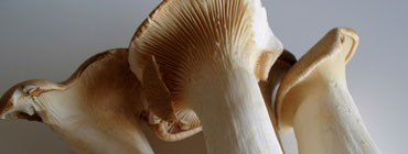 Eringi Mushroom